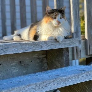 Meet your Posher, Samantha